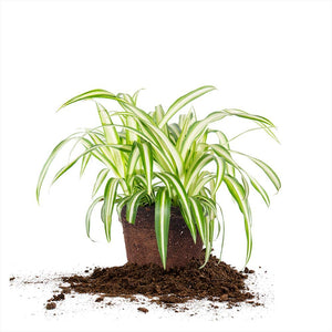 Perfect Plants Spider Chlorophytum Comosum Easy Care Indoor or Outdoor Plant Perfect for Low to Moderate Sunlight, 6 in. Grower's Pot, Unique Home Décor