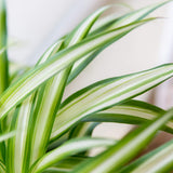Perfect Plants Spider Chlorophytum Comosum Easy Care Indoor or Outdoor Plant Perfect for Low to Moderate Sunlight, 6 in. Grower's Pot, Unique Home Décor